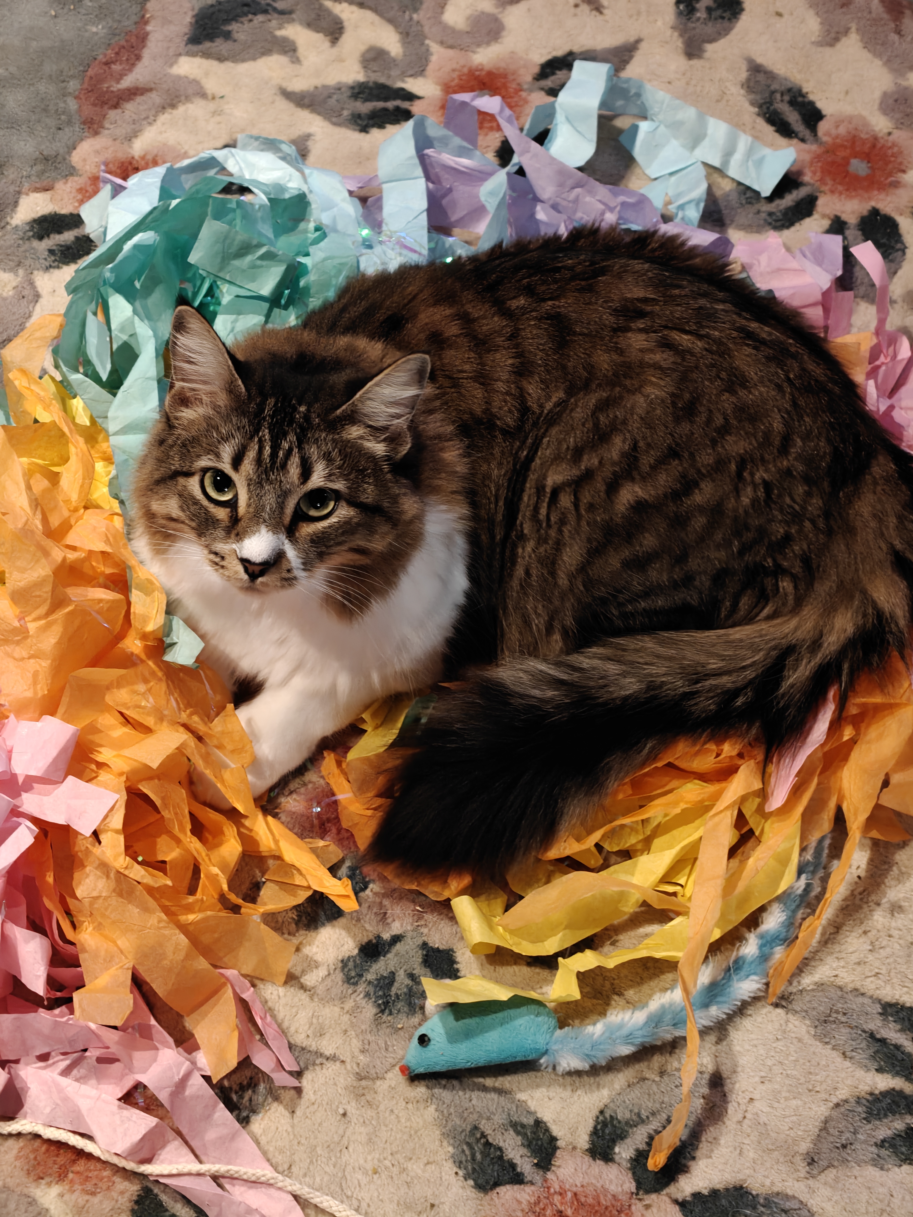 Stella Jean portrait